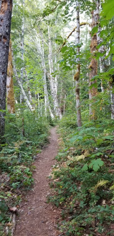 Easy mining road section of Della Falls Trail